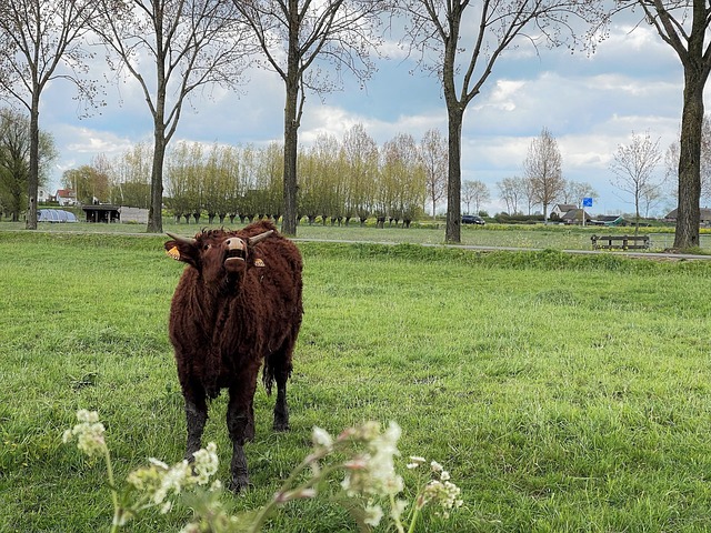Free Cow Meadow photo and picture