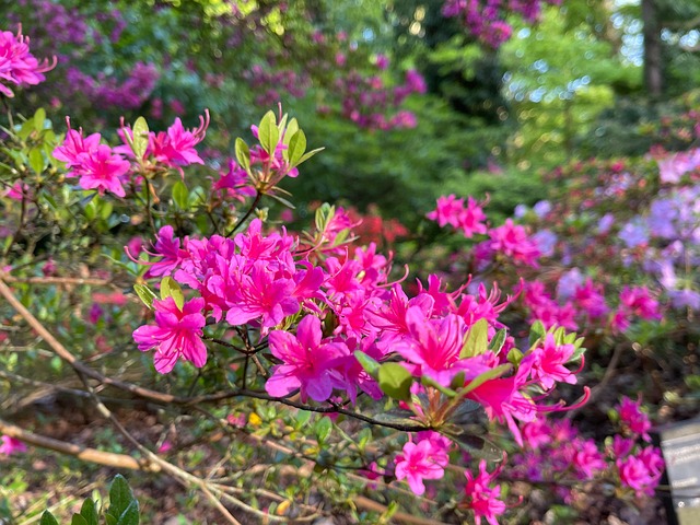 Free Flower Blossom photo and picture
