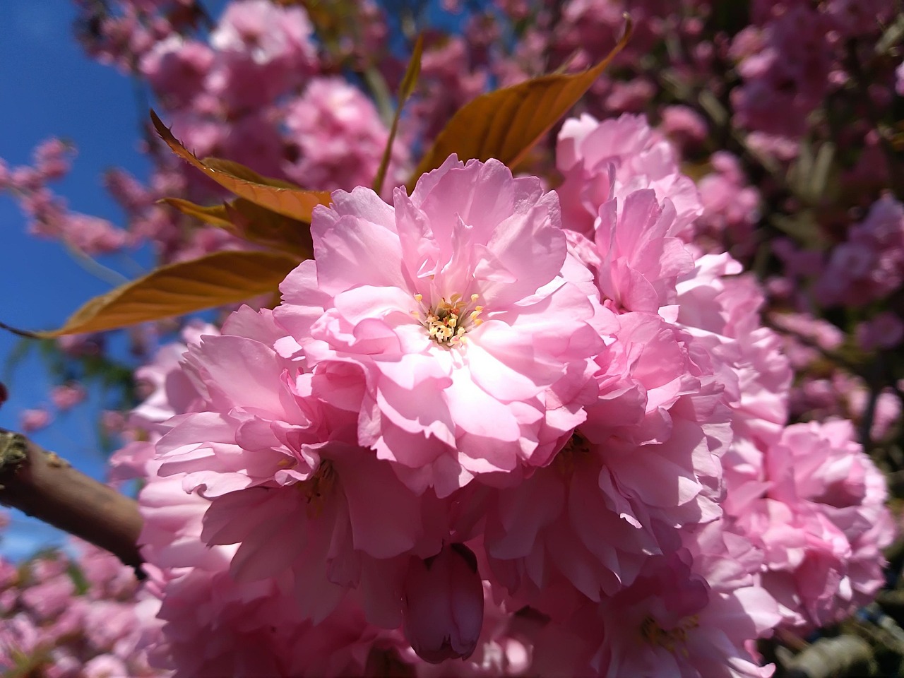 Sac Rose Fleur De Cerisier MALLY - Neuf Avec étiquettes