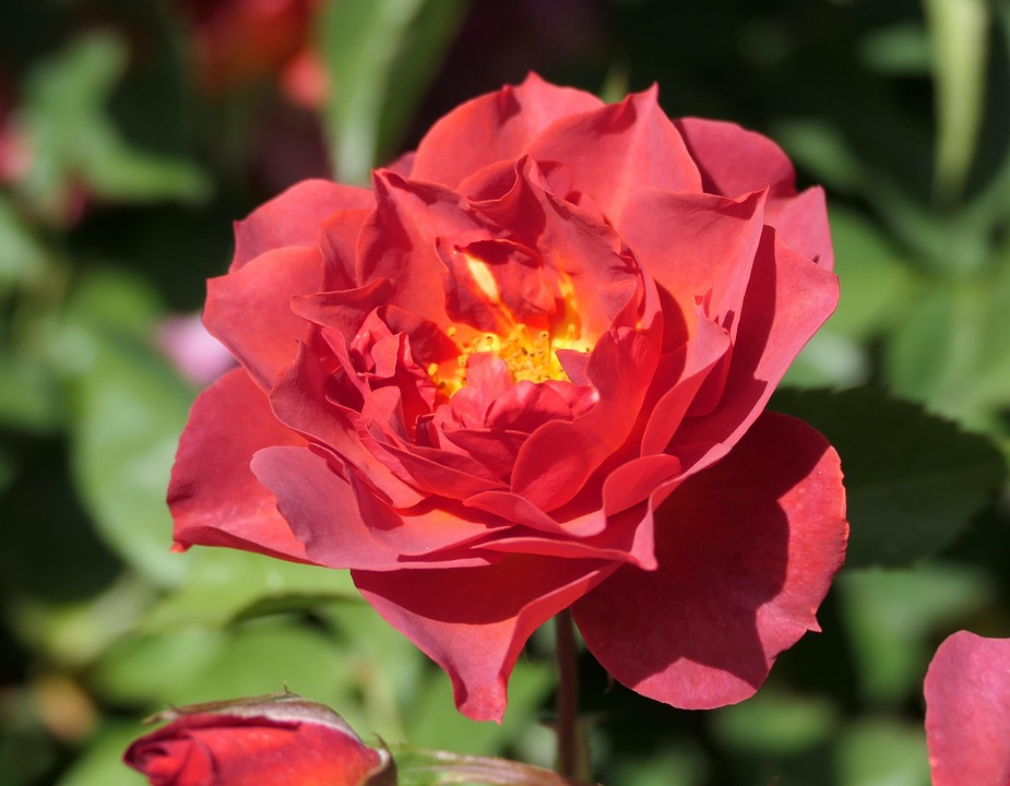玫瑰 花瓣 蕊 - Pixabay上的免费照片 - Pixabay