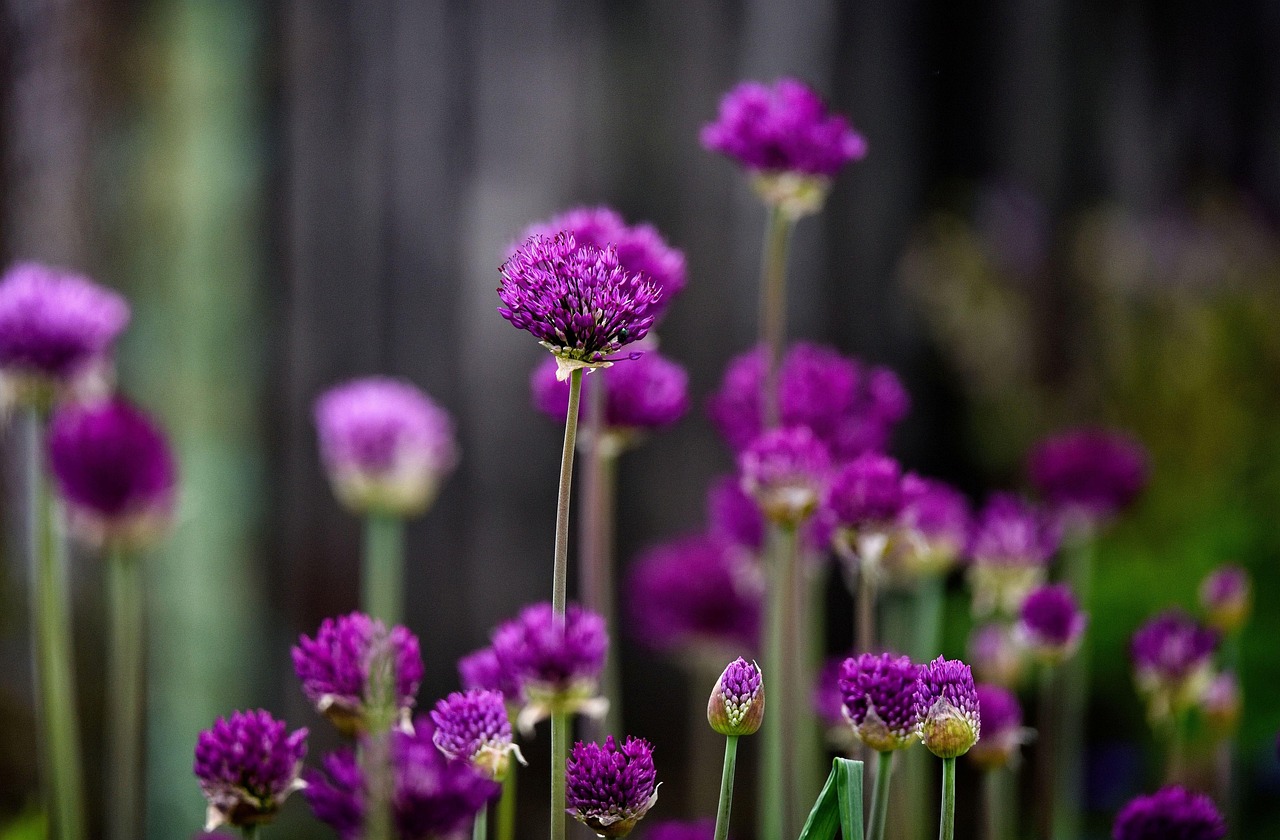 Lauch Blumen Pflanzen - Kostenloses Foto auf Pixabay - Pixabay