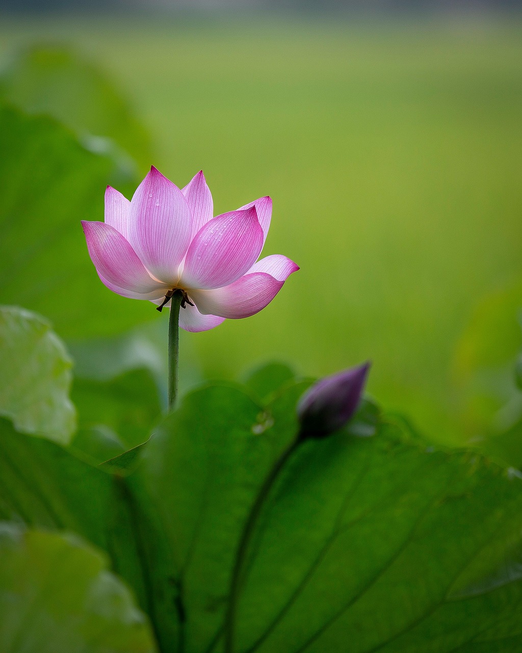 Lotus Flower Pink - Free photo on Pixabay