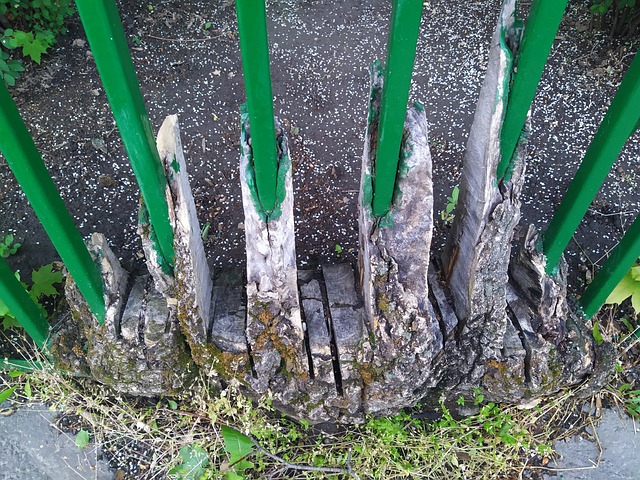 Tree On Rails Tree Railing Trees - Free photo on Pixabay - Pixabay