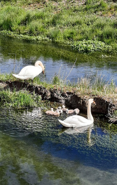 Cygne Nature Eau Famille - Photo gratuite sur Pixabay - Pixabay