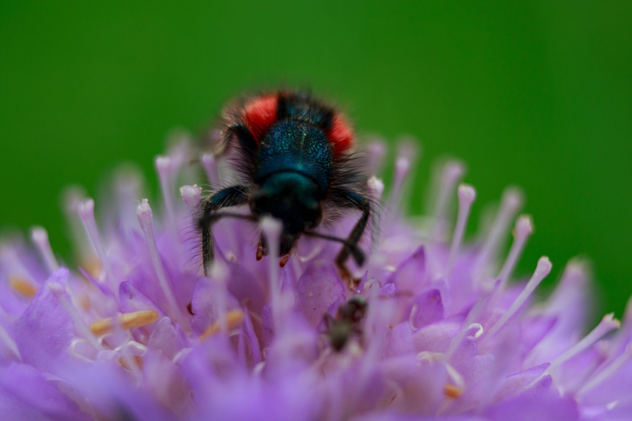 Scarbee Insect Insecte Scarabée Nature - Photo gratuite sur Pixabay - Pixabay