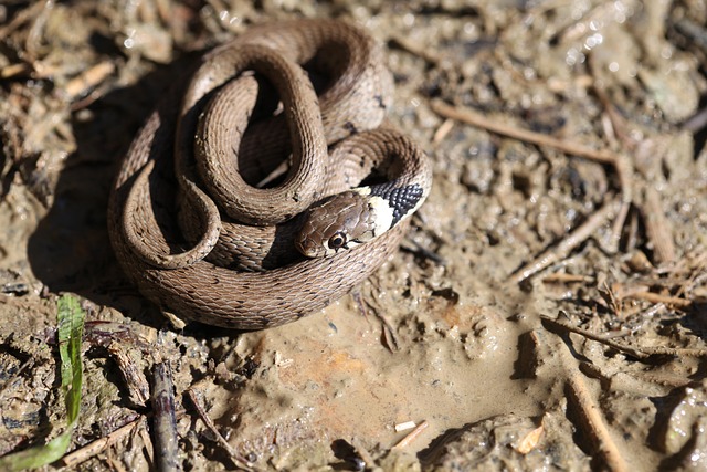 Free Snake Animals photo and picture