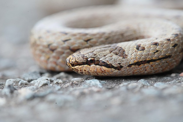 Free Snake Animals photo and picture