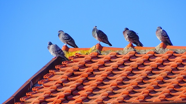 Free Bulgaria Birds photo and picture