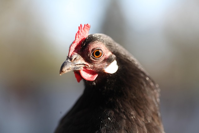 Free Chicken Poultry photo and picture