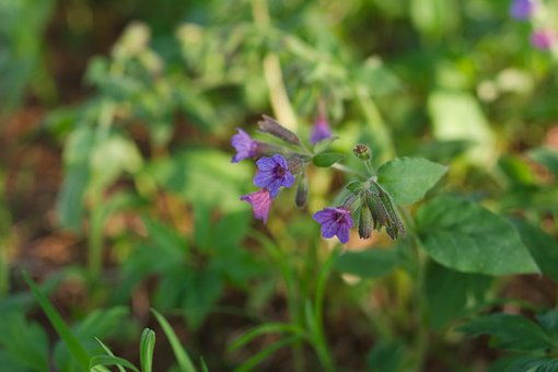 Blumen, Pflanze, Lungenkraut, Pulmonaria