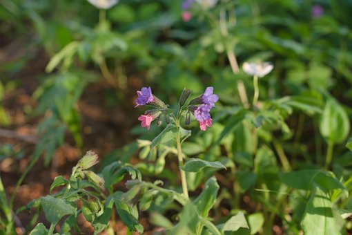 Blumen, Pflanze, Lungenkraut, Pulmonaria