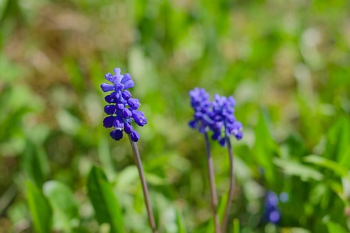 Blumen, Pflanze, Murine Hyazinthe