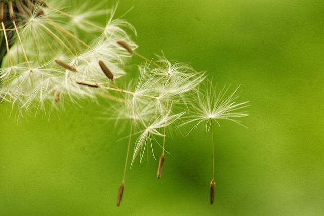 Mælkebøtte, Lethed, Flyvende, Brise
