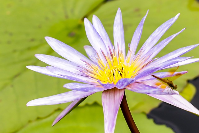 Free Lotus Flower photo and picture