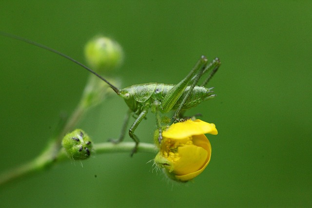Free Grasshopper Insect photo and picture