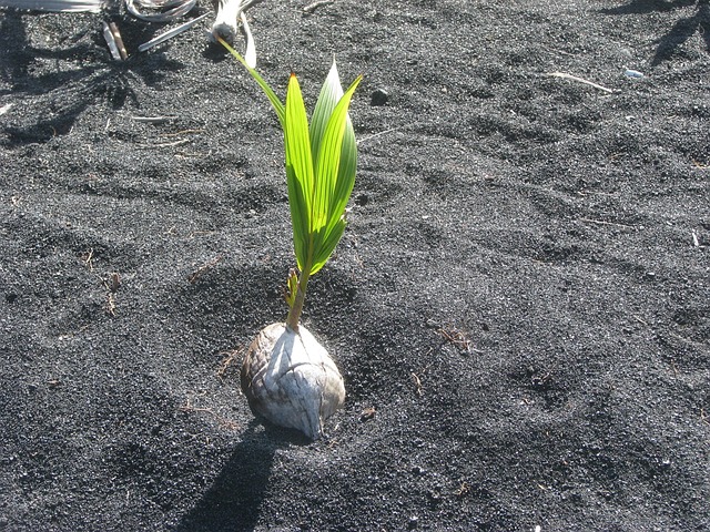 Free Black Sand Coconut photo and picture