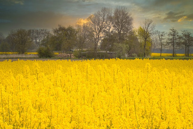 Free Rapeseed Flowers photo and picture