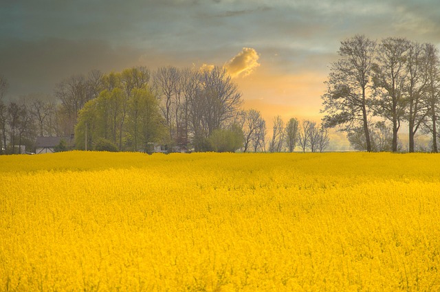 Free Rapeseed Flowers photo and picture