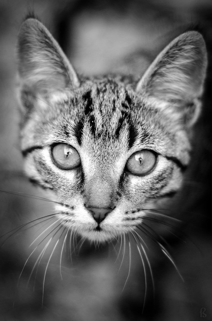Katze, Haustier, Natur, Tabby, Kopf