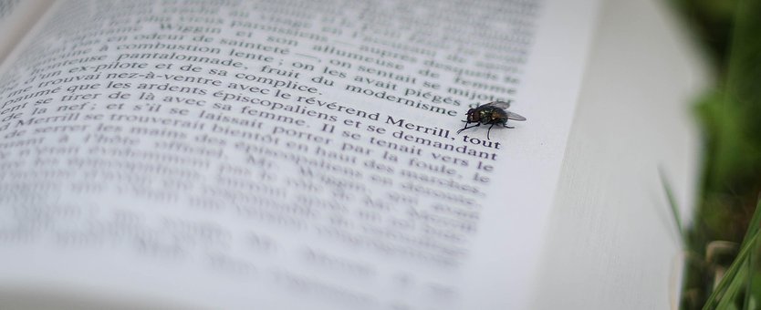 Fliege, Insekt, Flügel, Seite, Text