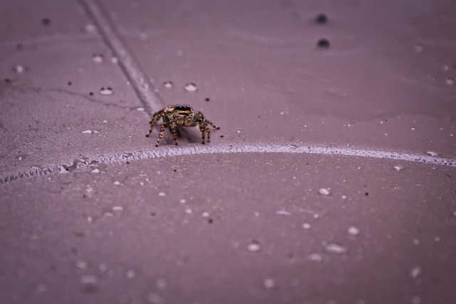 Spider Insect Move Spider Jumping Insect - Free photo on Pixabay