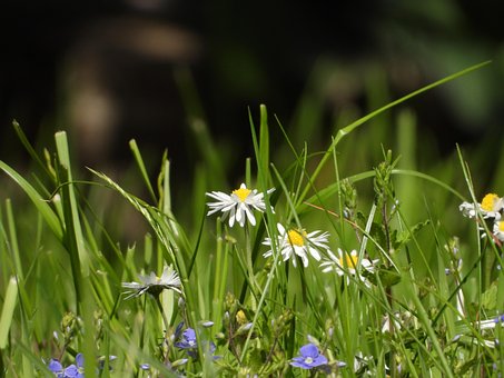 Free Summer Meadow Bees Paradise photo and picture