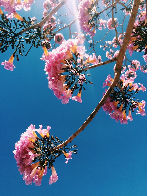 Forår, Lyserød, Blomster, Natur, Flora