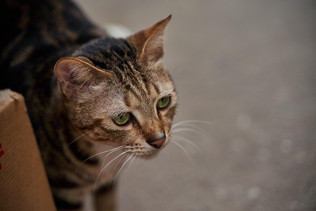 Free Cat Feline photo and picture