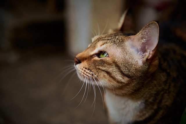 Free Cute Cat photo and picture