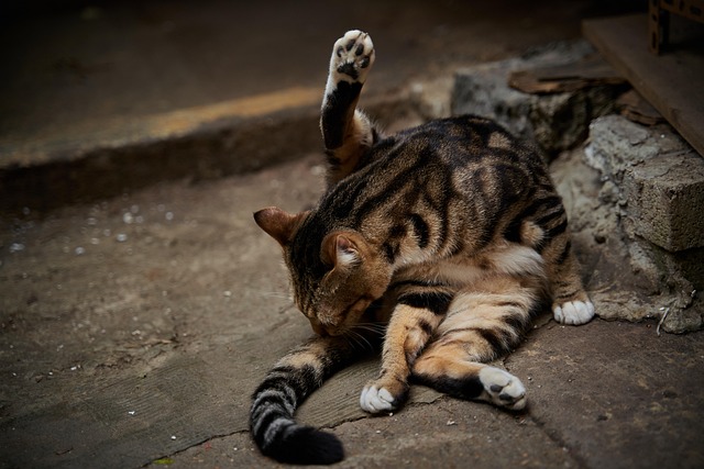 Free Cute Cat photo and picture