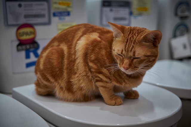 Free Cute Cat photo and picture