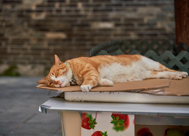 Free Cute Cat photo and picture