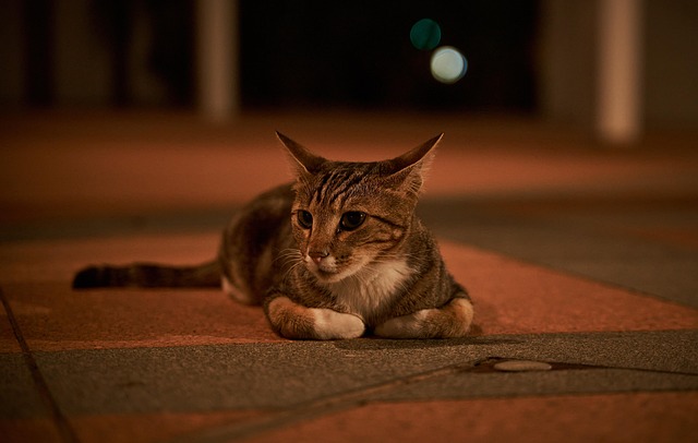 Free Cute Cat photo and picture