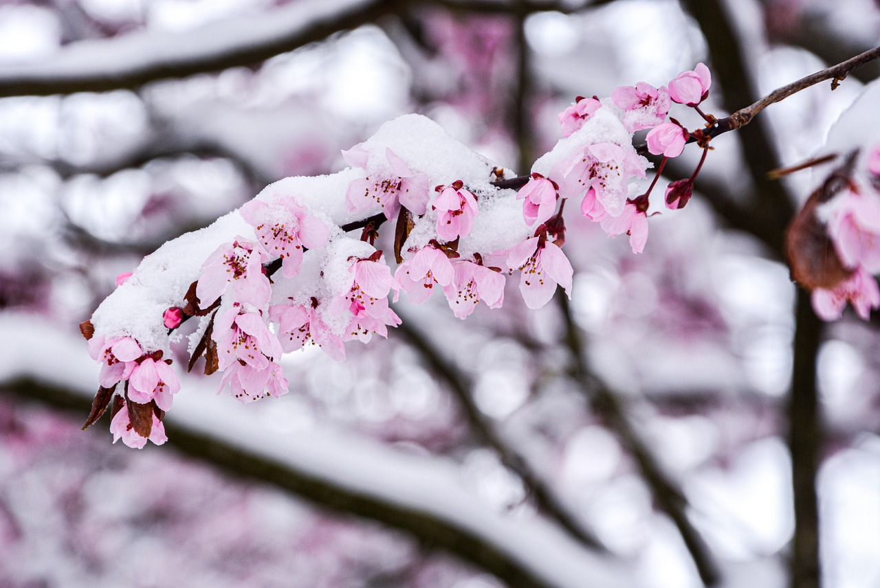Spring Tree Petals Spring Wood Petals - Free photo on Pixabay - Pixabay