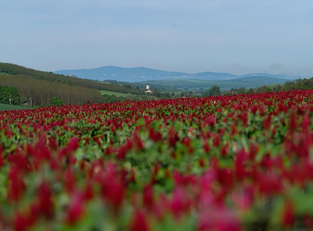 Free Villages Purple Clover photo and picture