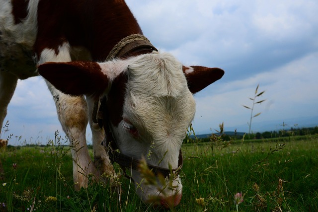 Free Mammal Outdoor photo and picture