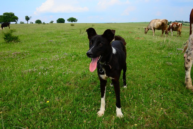 Free Mammal Outdoor photo and picture