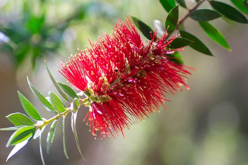 Free Banksia Australian photo and picture