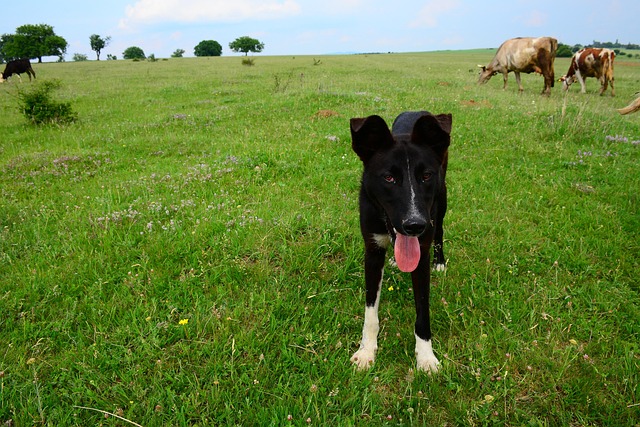 Free Mammal Outdoor photo and picture
