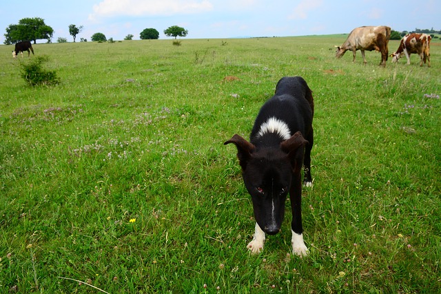 Free Mammal Outdoor photo and picture