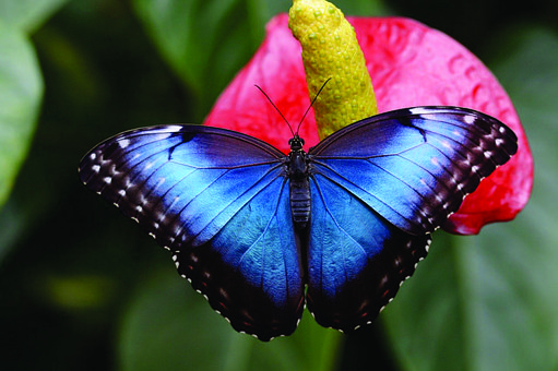 Schmetterling, Blau, Insekten, Natur