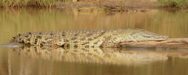 Free Crocodile Kruger photo and picture