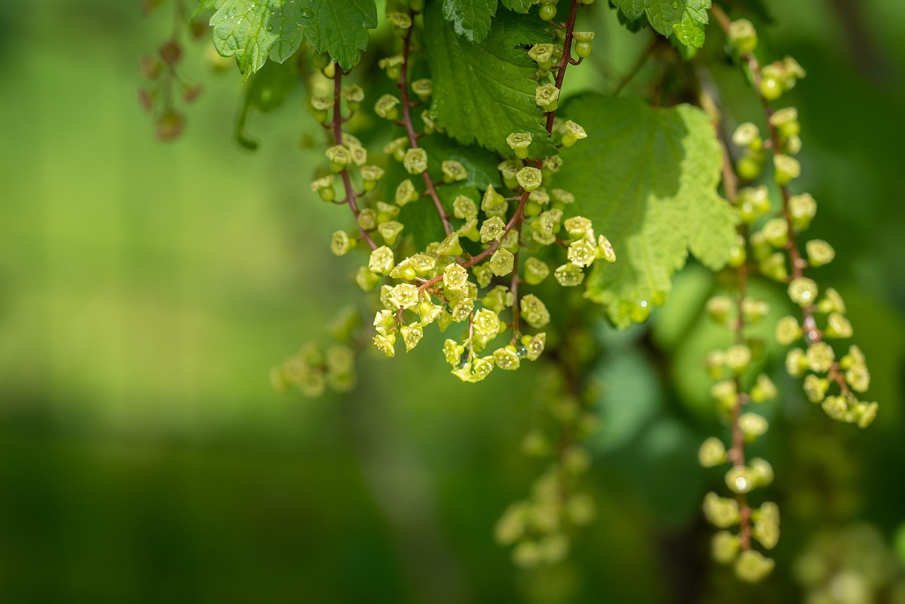 Currant Tree Flower Currant Flowers Blossoms Shrub - Free photo on Pixabay - Pixabay