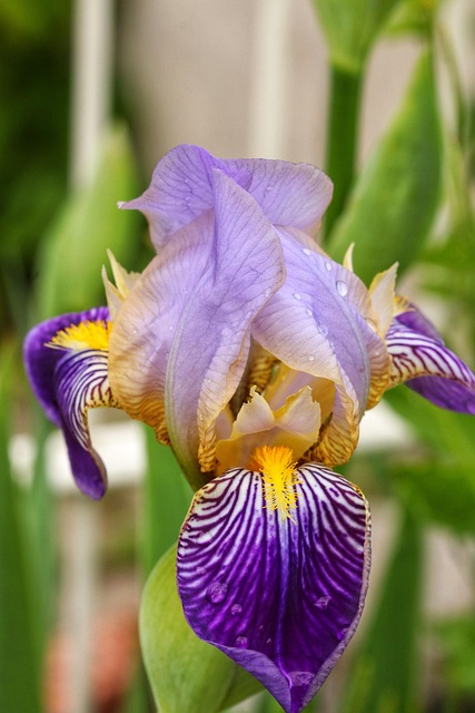 Lilje, Blomstre, Lilla, Blomst, Forår