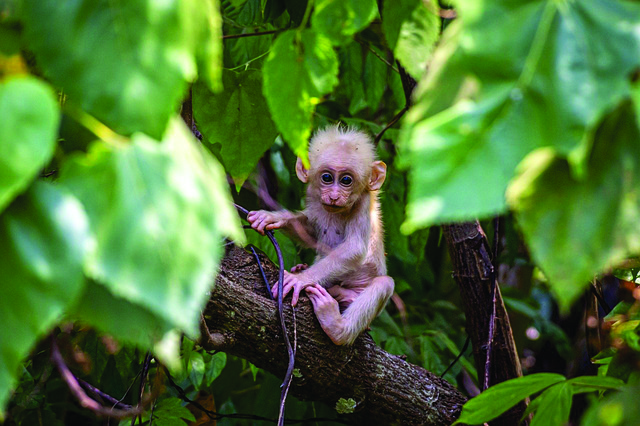 Chango Chimpance Mono - Foto gratis en Pixabay