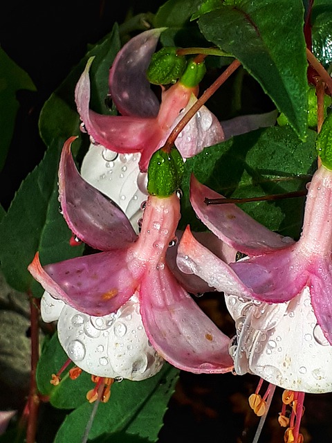 Fuchsia, Regndråbe, Regn, Dråber