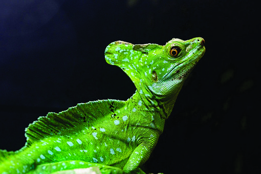 Leguan, Reptil, Eidechse, Tiere, Drachen