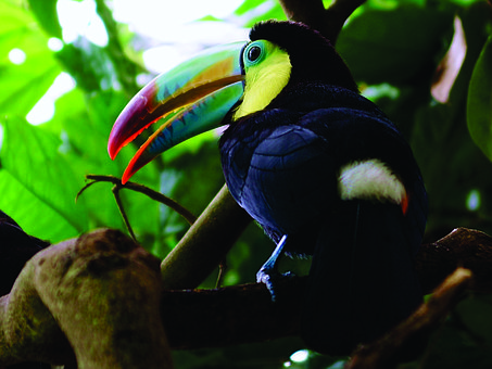 Tukan, Vogel, Tiere, Dschungel, Natur