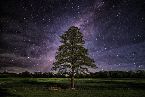 Free Tree Lonely photo and picture