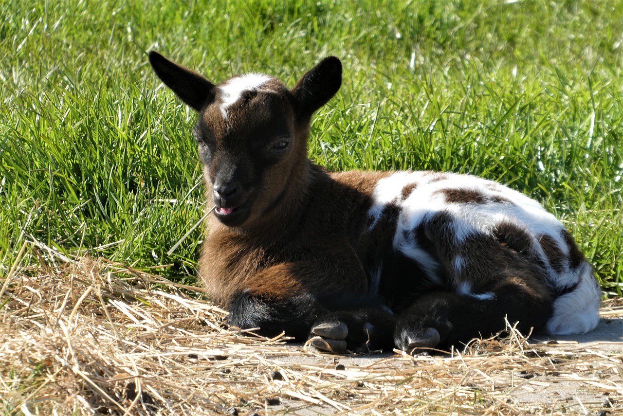 Goat Kid Livestock Young - Free photo on Pixabay - Pixabay